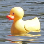 Rheinente 24 rheinente 510